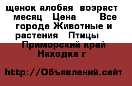 щенок алобая .возраст 1 месяц › Цена ­ 7 - Все города Животные и растения » Птицы   . Приморский край,Находка г.